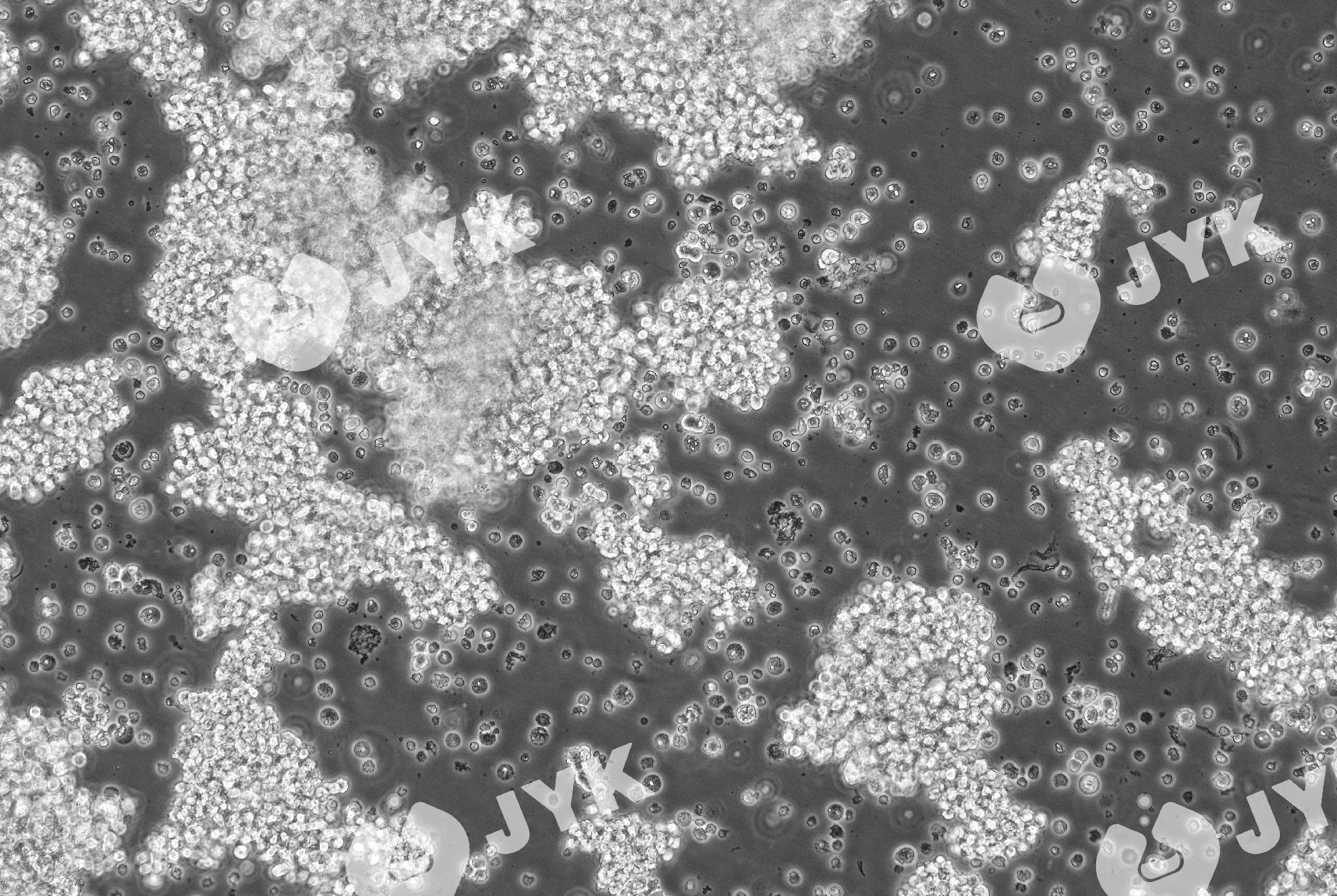 人小細胞肺癌細胞（SHP-77）